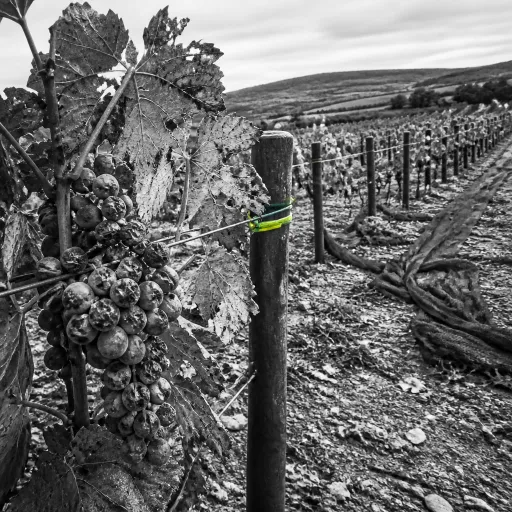 Millésime 2026 : entre canicule record et grêle en Bourgogne, ce que les cavistes doivent anticiper